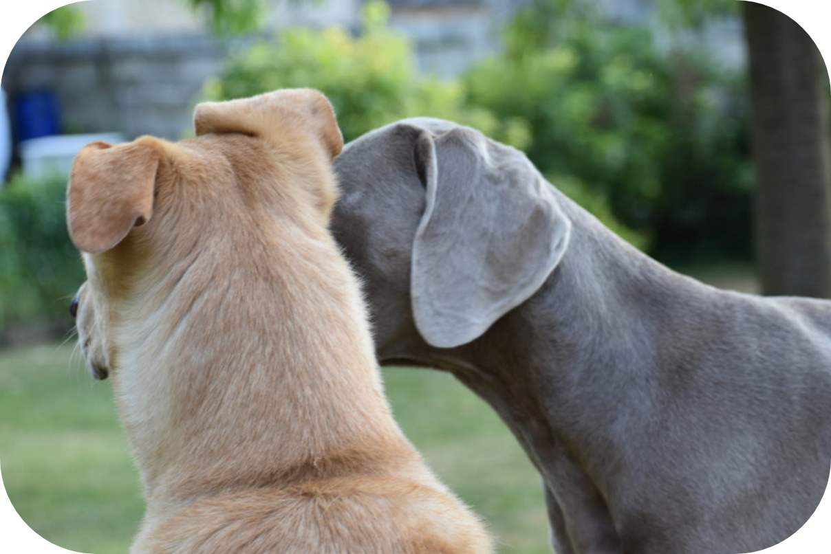 Accompagnement en éducation canine : comportement canin