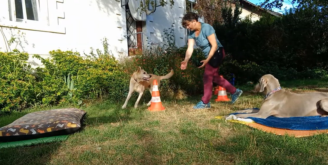 Foyer multi chiens - Pouvoir entrainer un chien pendant que les autres attendent calmement leur tours _ une compétence qui change la vie !