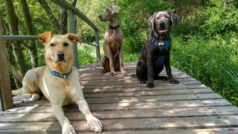 Foyer multi chiens - Promener plusieurs chiens peut demander une certaine organisation, notamment dans le choix des lieux de balade