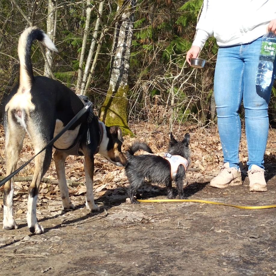 balade collective _ Ici, le chien de gauche prend des informations olfactive lors de sa rencontre avec le chien de droite