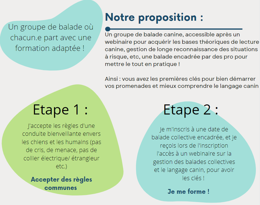 Pourquoi offrir des balades collectives à votre chien ?