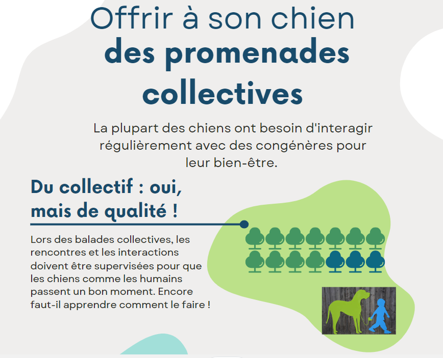 Pourquoi offrir des balades collectives à votre chien ?