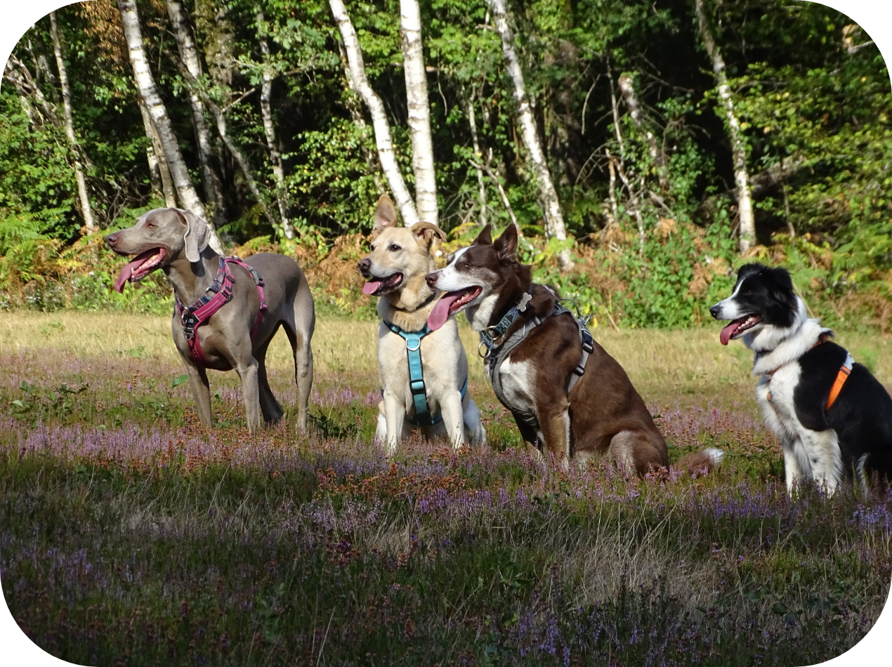 les chiens du chien positif